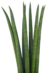 Image of Yucca Spines