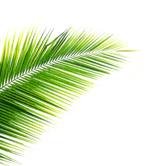 palm frond