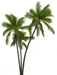 Azure Palms