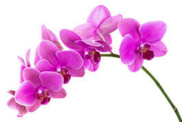 Orchids Decorative Background