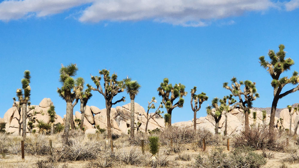 Joshua Trees at Hidden Valley Trail