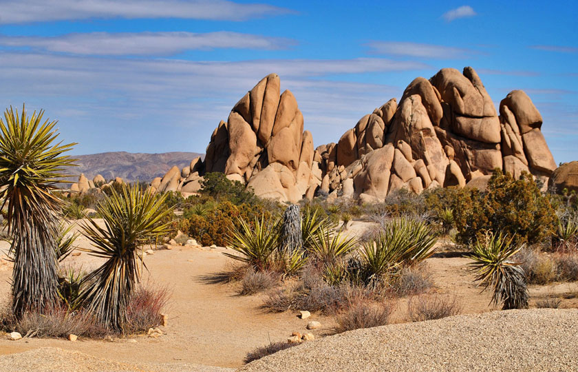 Joshua Tree National Park Desert Rocks, Yucca Plants, Vegetation