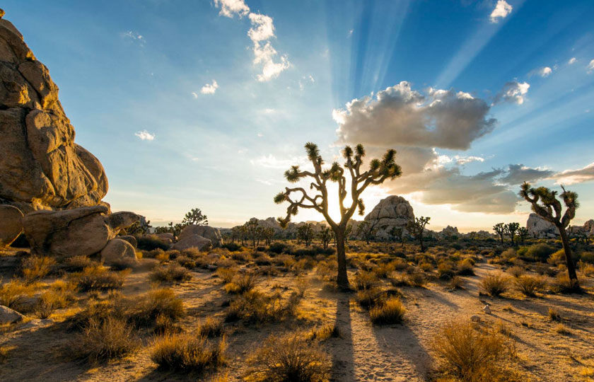 Joshua Tree National Park, Sunset, Sun Rays over a Joshua Tree
